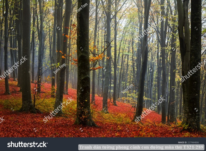 Tranh dán tường phong cảnh hồ thác, cây cối T321-549